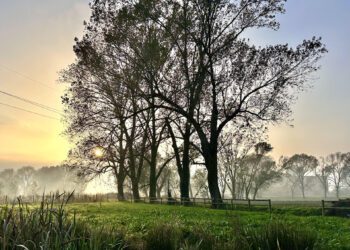 Recensioni / Fra parchi metropolitani, boschi spontanei, oasi e fauna che tenta di tornare in città