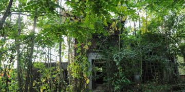 TROVATO L’ANTICO CIMITERO DI CRESCENZAGO: NASCOSTO DA PIANTE SPONTANEE